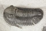 Pair Of Undescribed Proetid Trilobites From Jorf #54371-1